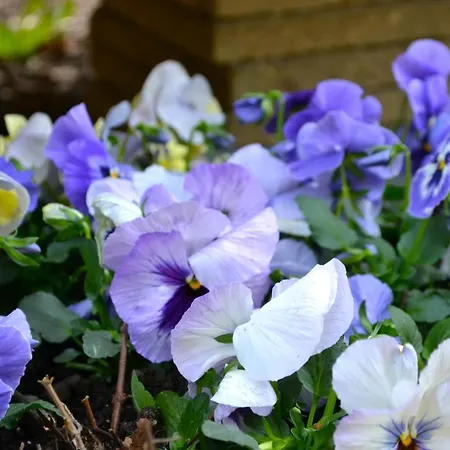 Pipowagen Lent Apartmán